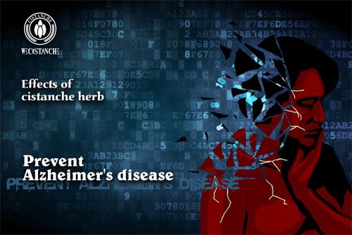 cistanche Prevent Alzheimer's disease cistanche Prevent Alzheimer's disease