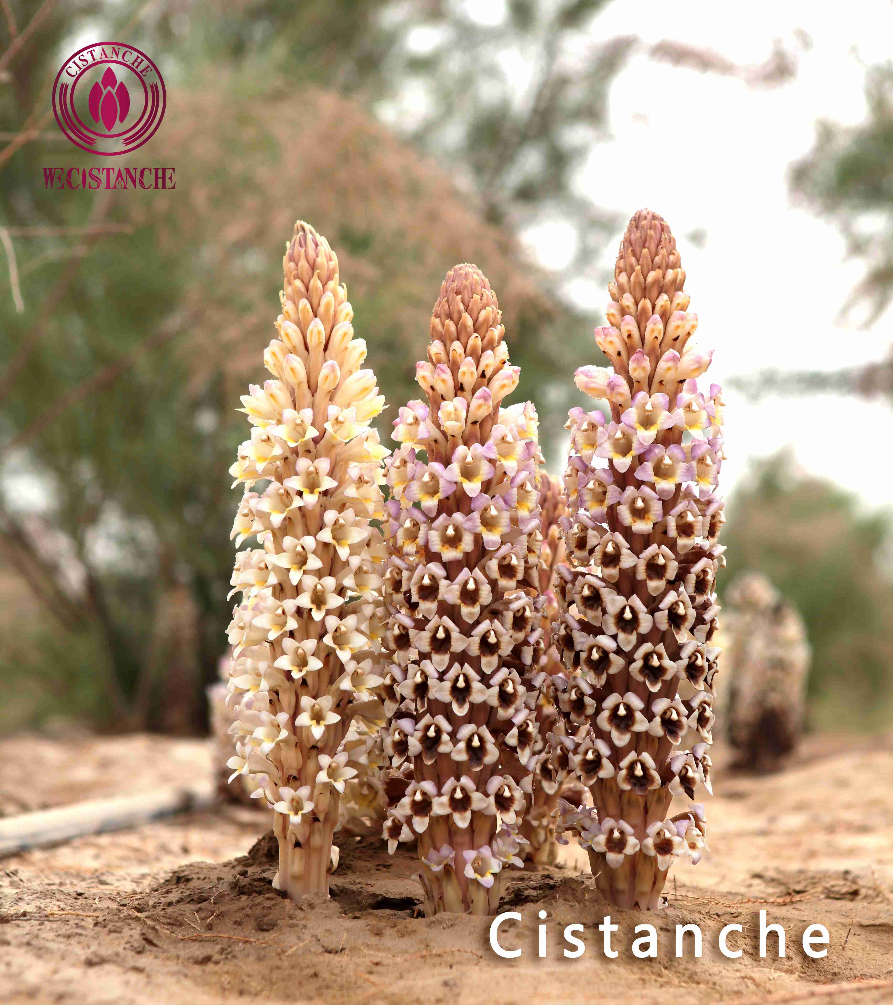 Cistanche tubulosa Cistanche tubulosa