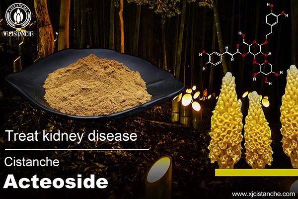 Treat Kidney disease--Cistanche acteoside