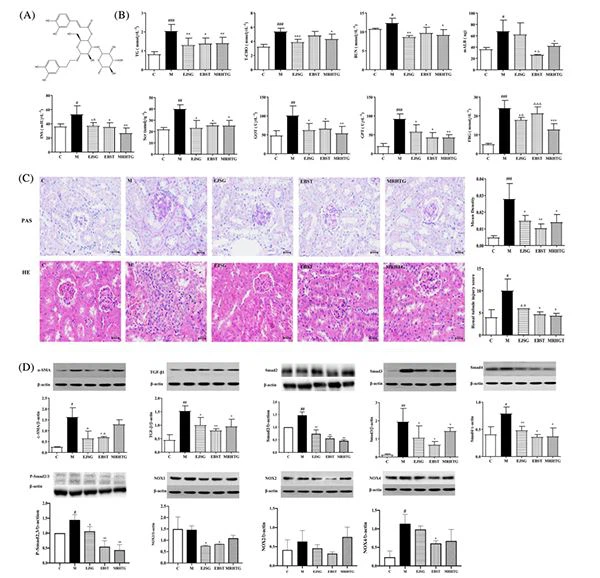 acteoside for kidney