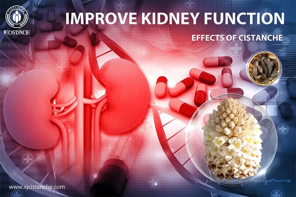 effects of Cistanche: improve kidney function 