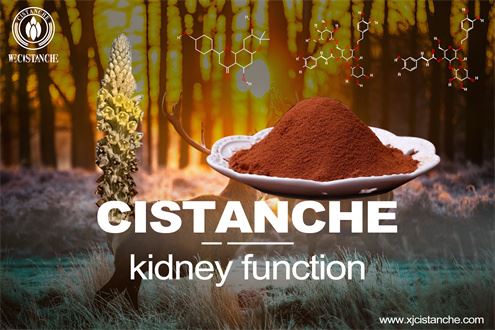 children and adolescents kidney function are more vulnerable to COVID-19