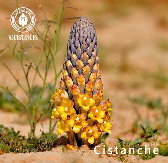 cistanche Herba (2)