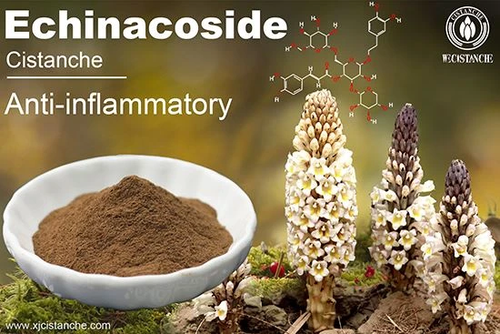 Echinacoside in Cistanche Herba