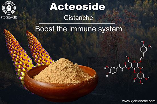 phenylethanoid glycosides in  Cistanche Herba