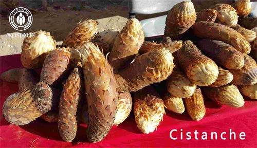  to develop whole industrial chain of cistanche