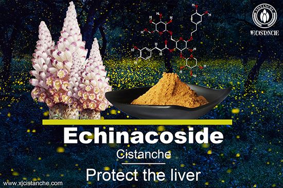 echinacoside in cistanche