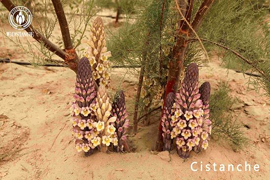 cistanche tubulosa (3)