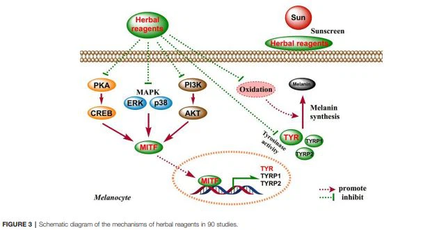 FIGURE 3 | Schematic diagram of the mechanisms of herbal reagents in 90 studies