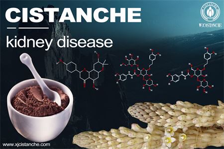 cistanche treating kidney diseases cistanche treating kidney diseases