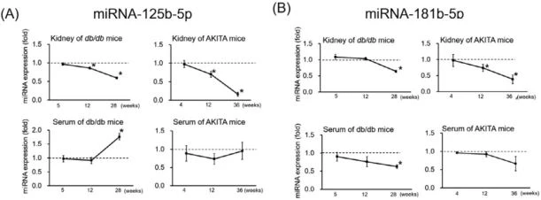 Time course analysis of the levels of miRNA-125b-5p and miRNA-181b-5p in the kidney Time course analysis of the levels of miRNA-125b-5p and miRNA-181b-5p in the kidney