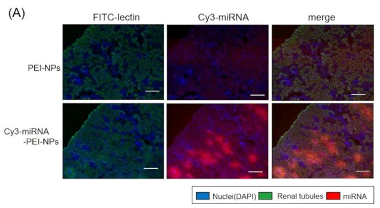 Distribution and expression levels of miRNAs administered with PEI-NPs in mouse kidneys Distribution and expression levels of miRNAs administered with PEI-NPs in mouse kidneys
