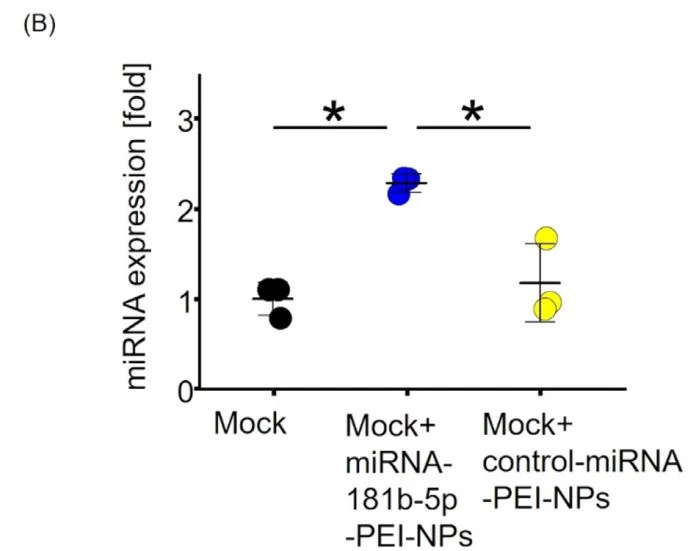 Distribution and expression levels of miRNAs administered with PEI-NPs in mouse kidneys Distribution and expression levels of miRNAs administered with PEI-NPs in mouse kidneys