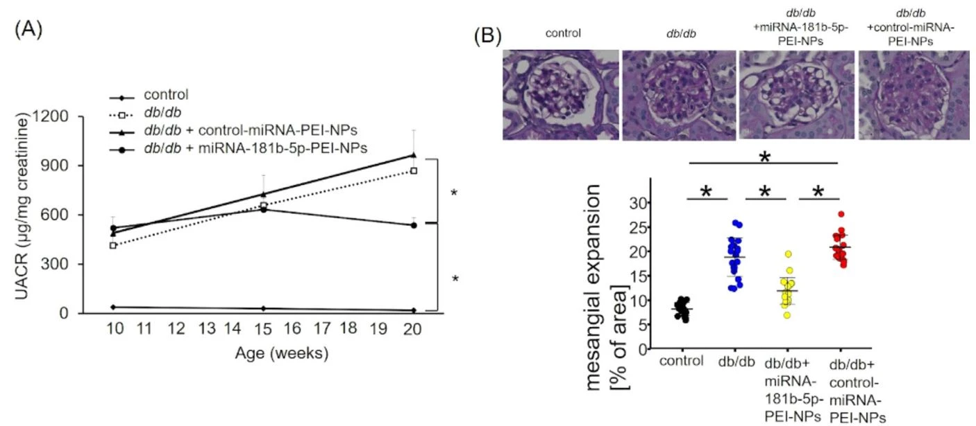 Effect of the administration of miRNA-181b-5p-mimic-PEI-NPs in db/db mice Effect of the administration of miRNA-181b-5p-mimic-PEI-NPs in db/db mice