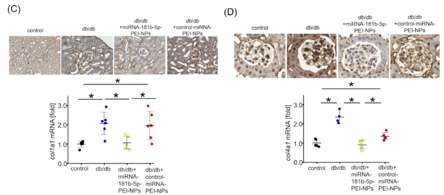 Effect of the administration of miRNA-181b-5p-mimic-PEI-NPs in db/db mice Effect of the administration of miRNA-181b-5p-mimic-PEI-NPs in db/db mice