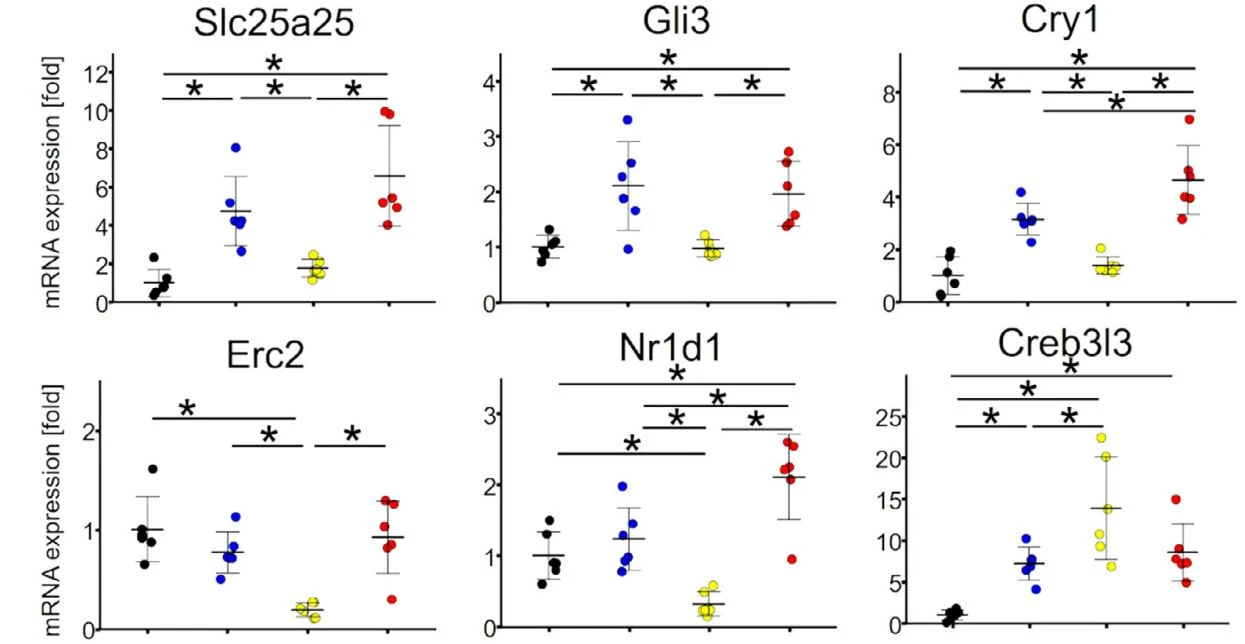 Changes in mRNA by the overexpression of miRNA-181b-5p Changes in mRNA by the overexpression of miRNA-181b-5p