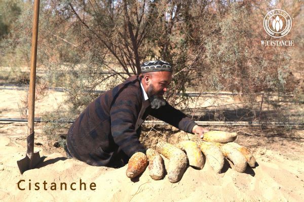 Cistanche has anti-Alzheimer disease effects.