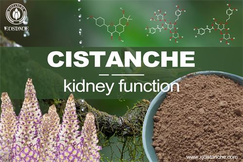 cistanche can improve kidney function
