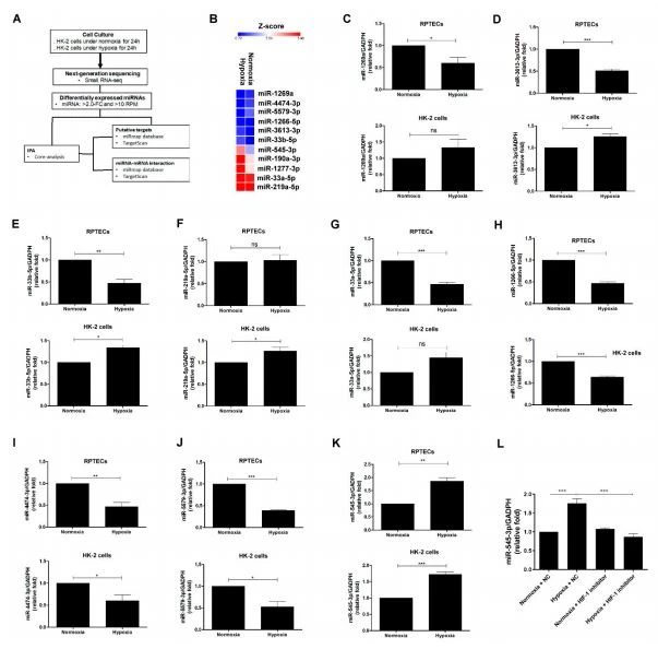 Figure 2. Identiﬁcation of miR-545-3p participating in hypoxia-induced EMT in PTECs. (A) Flowchart of the identiﬁcation of potential miRNAs associated with hypoxia-induced EMT in HK-2 cells.