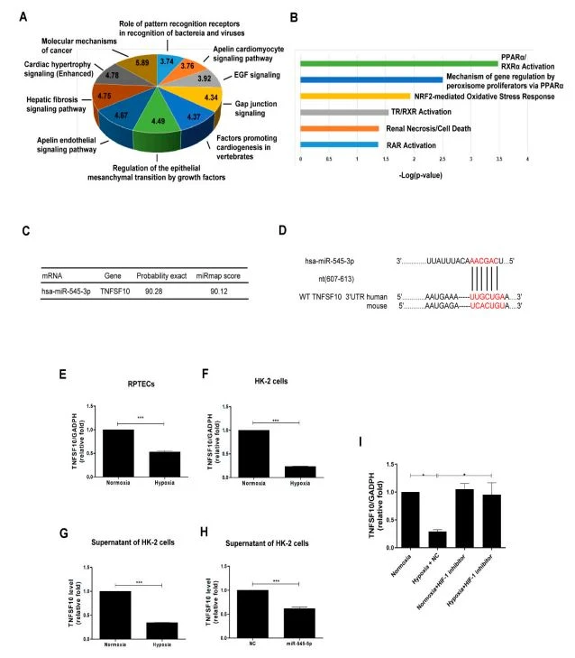 Figure 3. TNFSF10 as a direct target of miR-545-3p. (A) Top ten canonical pathways of the potential genes targeted by miR-545-3p using IPA analysis.