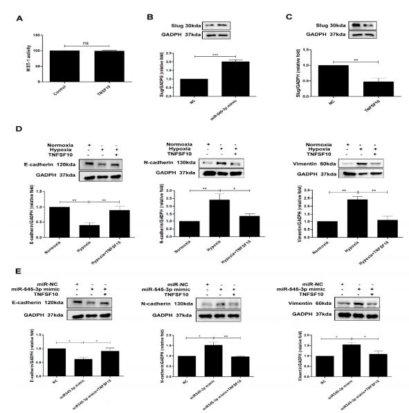 Figure 4. Hypoxia induces EMT in HK-cells by miR-545-3p–TNFSF10 modulation. (A) Cell viability activity was examined in HK-2 cells treated with normal control or TNFSF10 (20 ng/mL) for 48 h using the WST-1 assay.