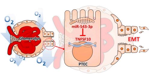 Figure 5. Illustration of the mechanism by which hypoxia induced EMT in PTECs through miR-545-3p–TNFSF10.