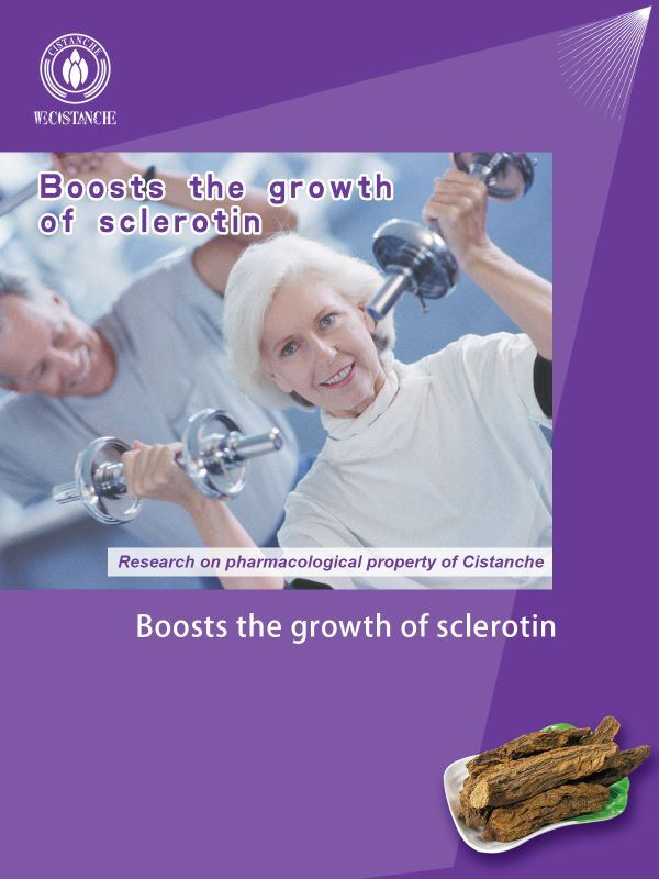 Cistanche boosts the growth of sclerotin. Cistanche boosts the growth of sclerotin.