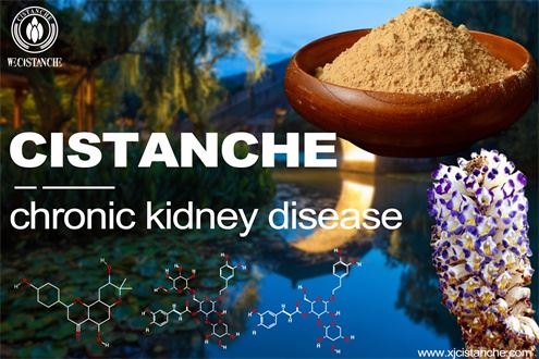 Treatment herb for kidney disease: Cistanche Treatment herb for kidney disease: Cistanche