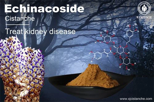 cistanche powder: treating kidney diseases