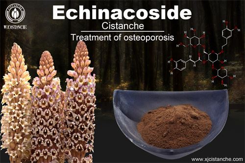 Cistanche deserticola have many effects, click here to know more