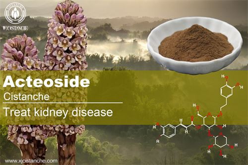 acteoside in cistanche have good effcts to antioxidant