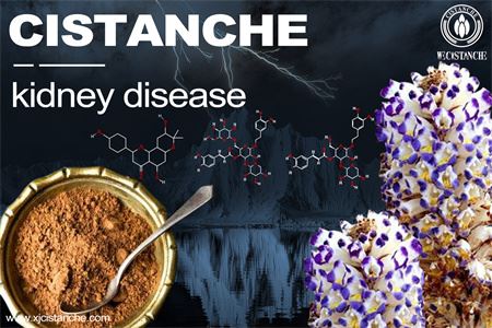cistanche-kidney disease-2(50)