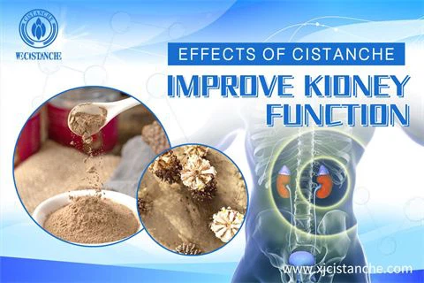 effects of cistanche：improve kidney function2