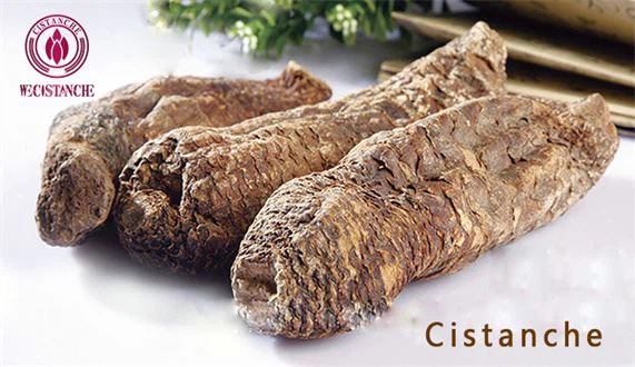 EFFECTIVE NOURISH KIDNEY: CISTANCHE 