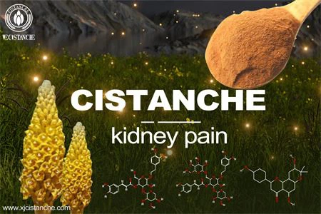 cistanche-kidney pain-2(26) cistanche-kidney pain-2(26)