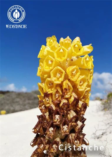 skin whitening effects of desert cistanche