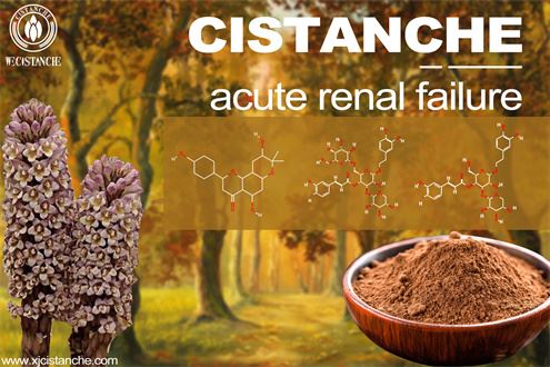 cistanche treating kidney diseases and prevent renal failure cistanche treating kidney diseases and prevent renal failure