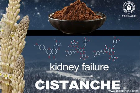 cistanche-kidney failure-6(48)