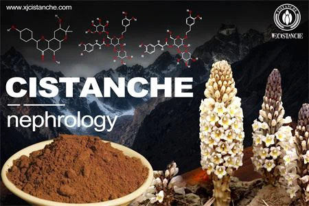 cistanche-nephrology-1(37)