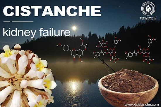 what is a cistanche what is a cistanche
