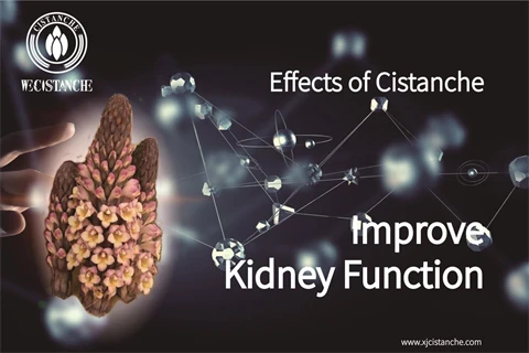 desert ginseng cistanche：improve kidney function