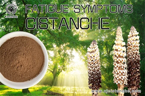 cistanche treat fatigue syndrome 