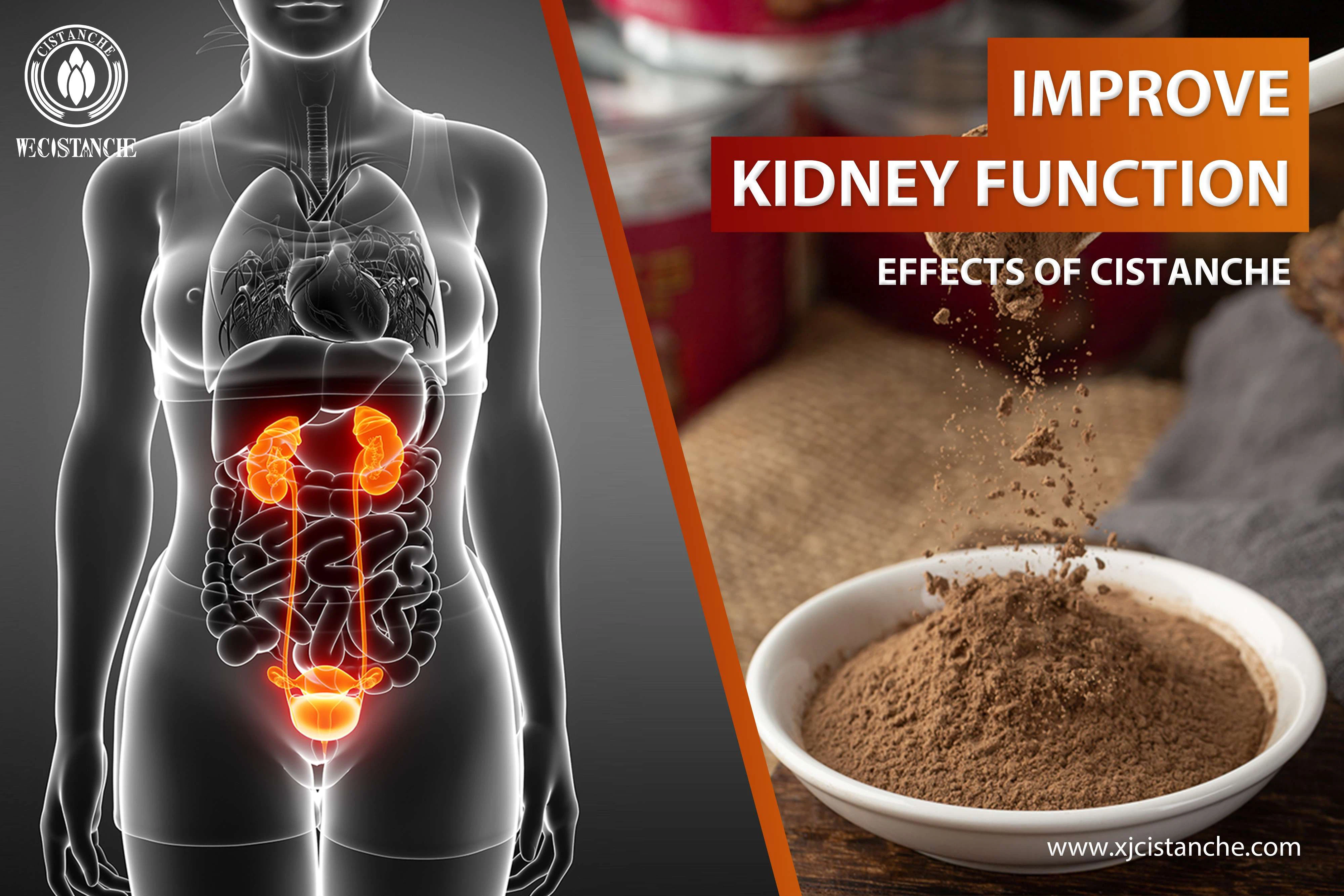 the best supplement for kidney function