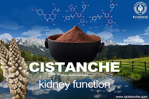 Lower creatinine  herbs
