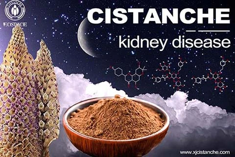 Lower creatinine  herbs