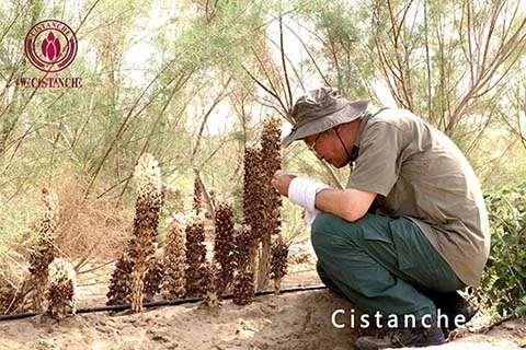 Traditional Chinese medicine Cistanche Standard Extract