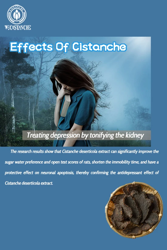 Chinese herb cistanche—Treating depression by tonifying the kidney Chinese herb cistanche—Treating depression by tonifying the kidney