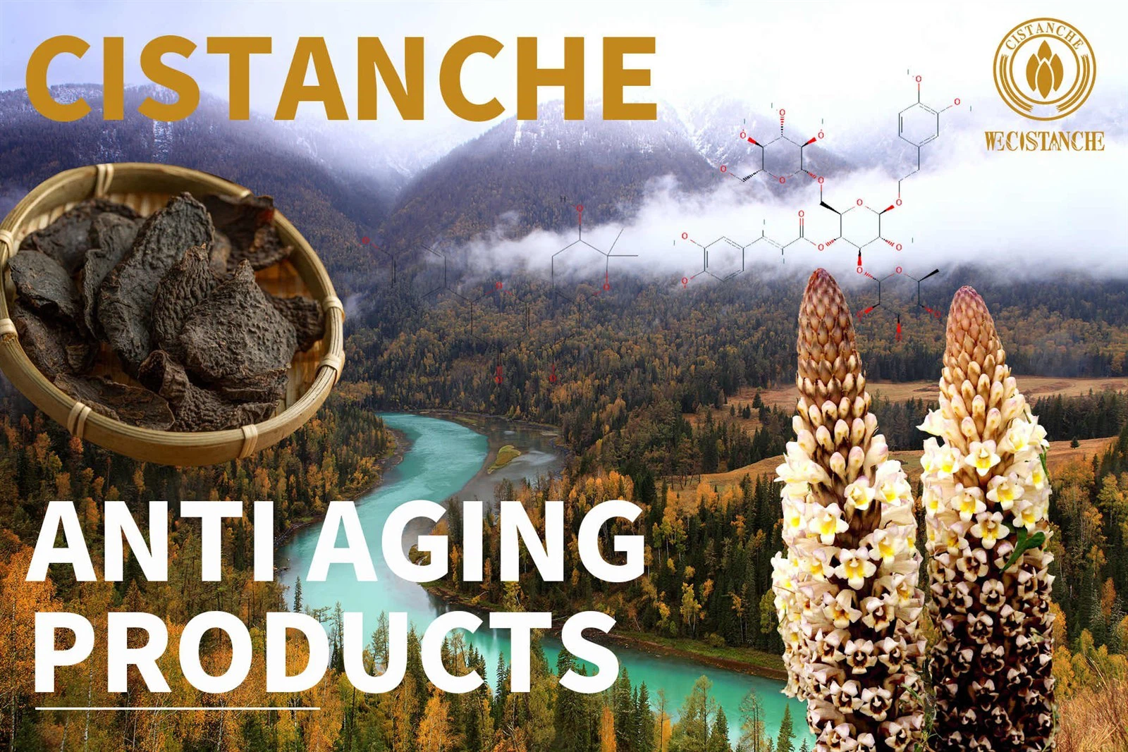 cistanche para que serve