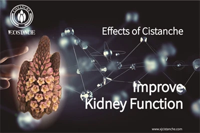 Cistanche benefits Cistanche benefits