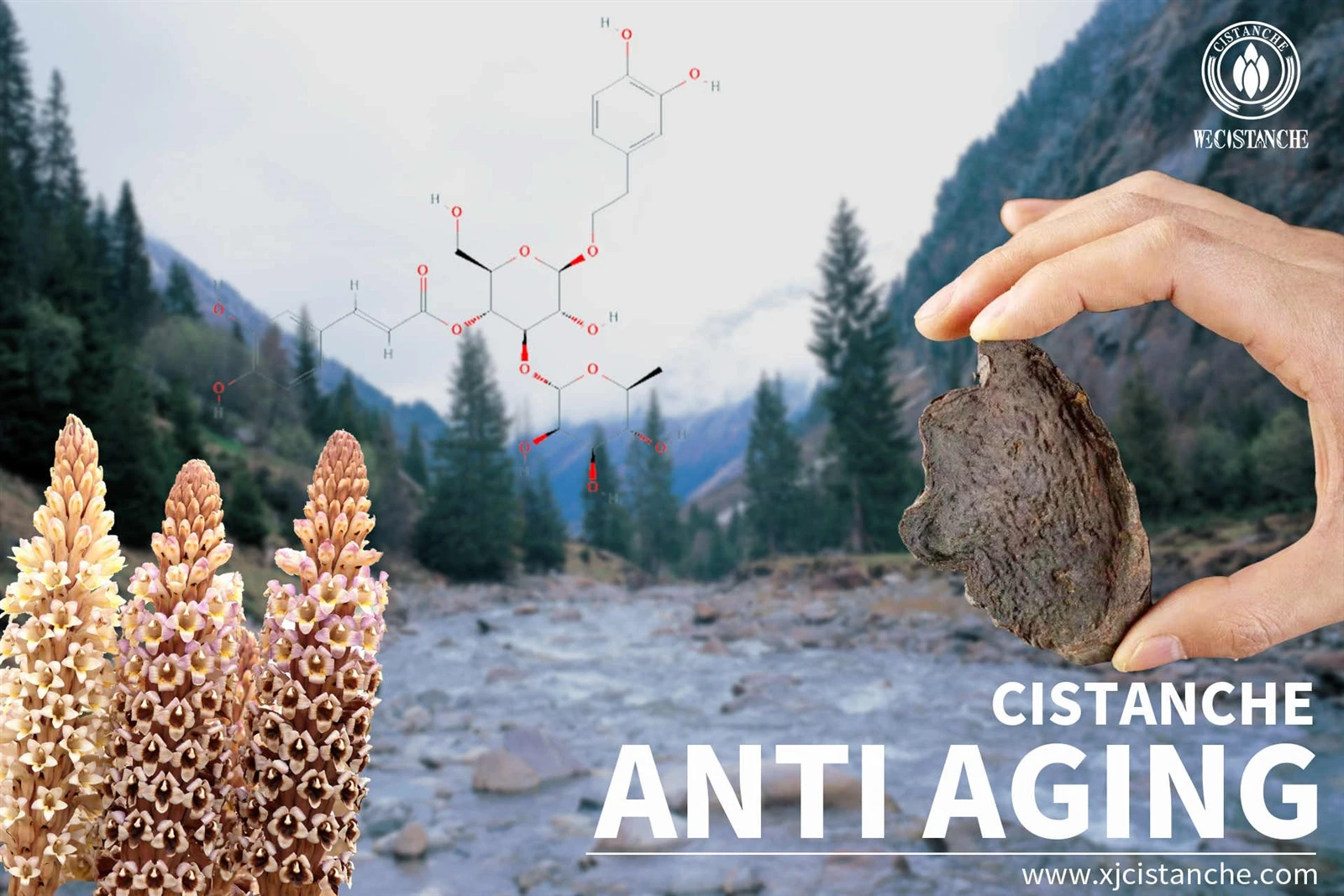 cistanche reddit cistanche reddit